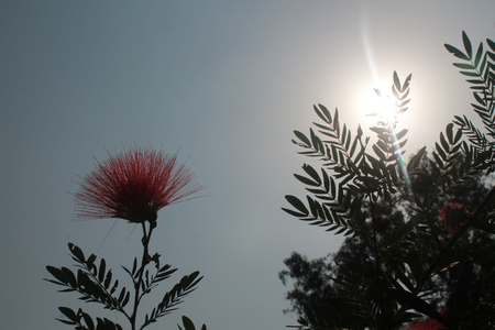 SUNSHINE WITH FLOWERの写真素材