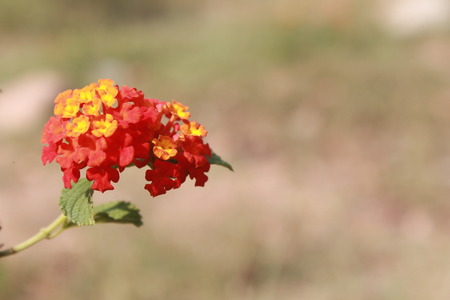 FLOWER PLANTの写真素材