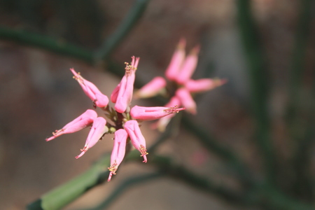 pink flowerの写真素材