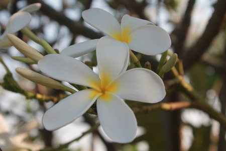 White flowerの写真素材
