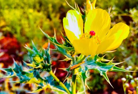 Mexican Prickly poppy yellow flowerの写真素材