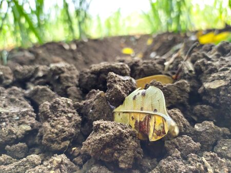 Fallen mango leaf in furrow cloven landの写真素材