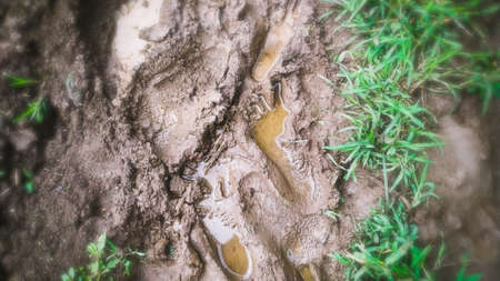 Water accumulated in foot imprint of dirty mud in the grass meadow. Very enjoying and relaxing with muddy nature in rainy seasonの写真素材