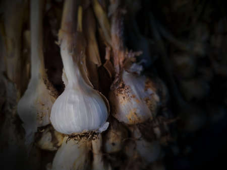 Bunch of white garlic onions in dark. white garlic is spice ingredient useful in cooking.の写真素材