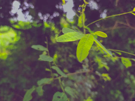 Beautiful silhouette  of green leaves of shrub in lush foliage. purple shadowy background.