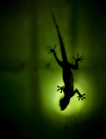 House gecko shadow spotted on green backlight of the textured glass.の写真素材