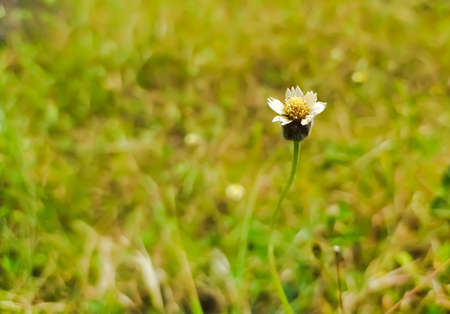 Tridax procumbens, commonly known as coatbuttons or tridax daisyの写真素材