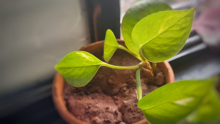 Vibrant green leaves of a flourishing moneyplant in close-up.の写真素材