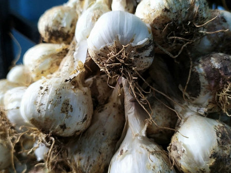 Garlic on display at a farmers market stall in the city.の写真素材
