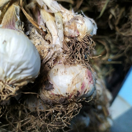Garlic bulbs in the garden. Garlic bulbs. Garlic bulbs.の写真素材