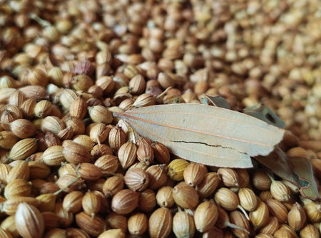 Dry bay leaf on the background of coriander seeds.の写真素材