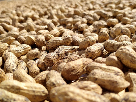 peanuts on the ground in the sun, closeup of photoの写真素材