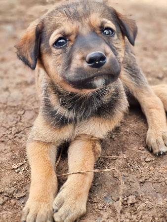 Portrait of a cute puppy on the ground in the garden.の写真素材