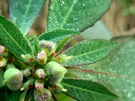 Seeds of euphoria heterophylla with dew droplets in the morningの写真素材