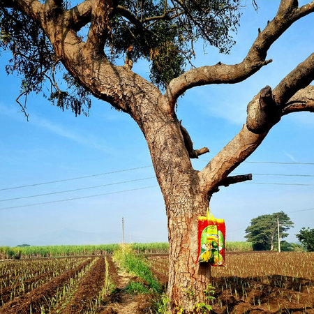 A bag of farmer hanging on branch of tree trunk in agricultural fieldの写真素材