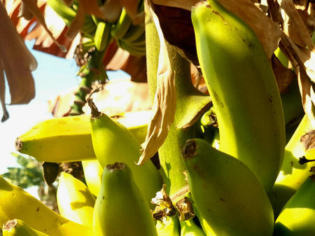 Closeup of ripened bananas on banana treeの写真素材