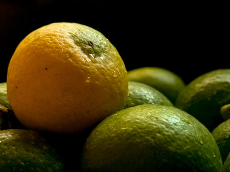 Yellow lemon in group of green lemons with black backgroundの写真素材