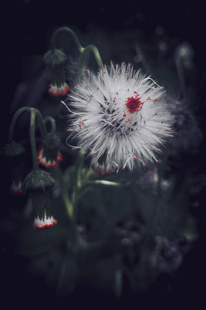 White dandelion flower head with red pollen isolated in dark garden backgroundの写真素材