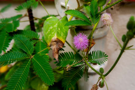 a closeup shot of Mimosa pudica (touch me not) flower plant leaves & budsの写真素材