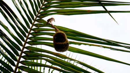 A weaver bird & nest isolated on the palm tree leaf its nest-building tying knots makes the nest...