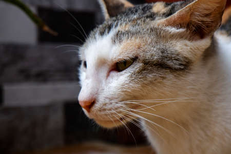 a closeup side view of white cat hairy pet animal