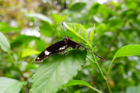 a view of butterfly isolated on green leaves in park