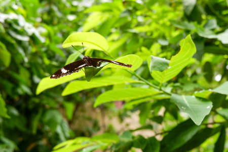 a macro shot of butterfly isolated on green leaves in park