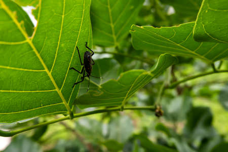 a black colored insect hiding in green leafs in gardenの写真素材