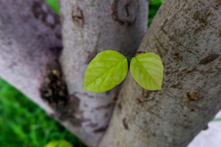 a closeup shot of two little fresh leaves growing on his trunk in gardenの写真素材