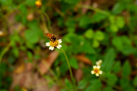 a closeup view of honey bee with grass flower in field