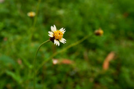 a view of tiny grass flower isolated in garden