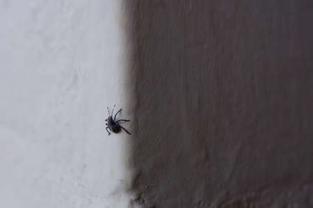 a black color insect isolated on white wall