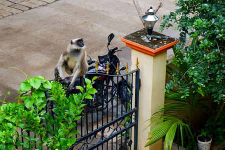 Kalaburagi, Karnataka/India-July 29.2020: Indian monkey sitting on the gate in houseのeditorial素材
