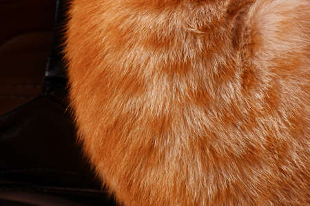 a closeup shot of ginger orange cat hair textureの写真素材