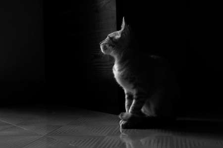 a close view of sitting cat position on floor in black & white photoの写真素材