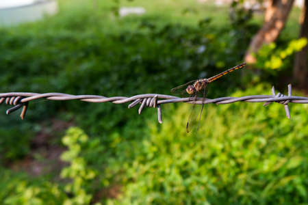 a dragonfly isolated on rusted barbed wire in parkの写真素材