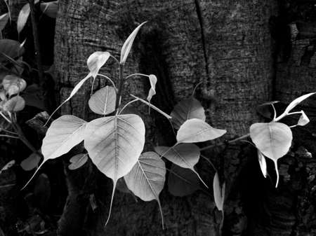 a close view of fresh banyan tree leaves growing on trunk in black and white photoの写真素材