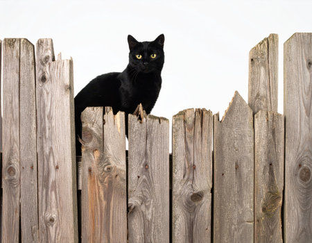 Black cat sitting on a wooden fence in front of a white backgroundの素材