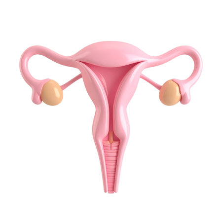 a close up of a pink uterus with two gold ballsの素材
