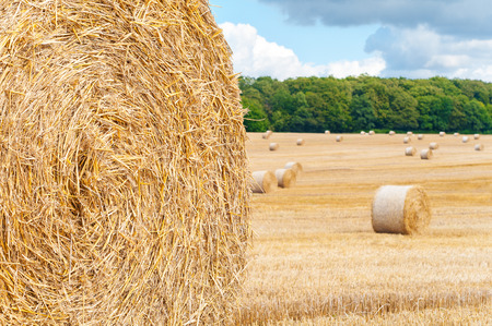 Round bales of straw on cut grain field; Harvest time