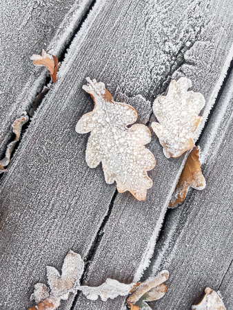 Oak leaves on wooden planks covered with white frostの写真素材