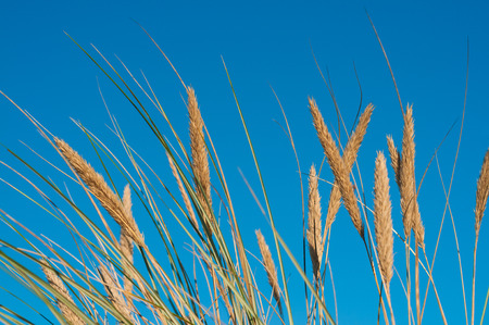 Marram grass against clear blue skyの写真素材