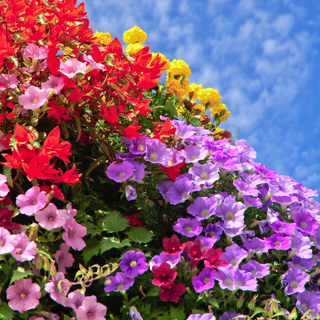 Colorful balcony flowers against slightly cloudy blue sky; Lush blooming flowers; Flower box with blossoms in different colorsの写真素材