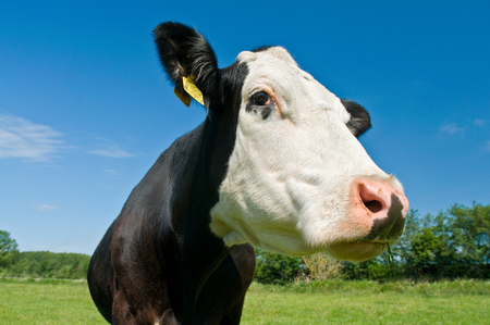 Black cow with white head in close up against blue sky; Animal husbandry; Sidelong glance; English black pied cattleの写真素材
