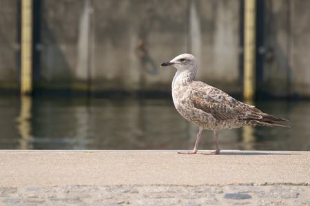 Seagull walking by pier - looking for something to eat; Morning walk of seagull in sunlight; Brown-white spotted gull - side viewの写真素材