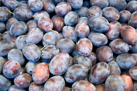 Fresh, ripe damson plums - top view; Fruits of late summer; Prunus domesticaの写真素材