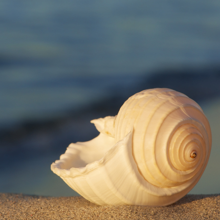 White sea snail shell on sandy beach in evening sunlight against dark blue sea; Holiday mood; Holiday memories; Gastropod shellの写真素材