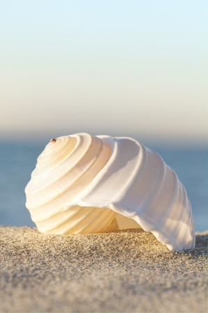 White sea snail shell at sunset on fine sand against pastel shaded background; Holiday postcard motif; Holiday souvenir; Symbol for wanderlustの写真素材