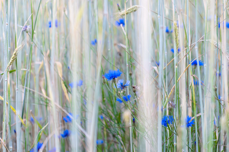 Blue cornflowers in close up between high grain stalks; Wild flowers in grain field; Cyanus segetumの写真素材