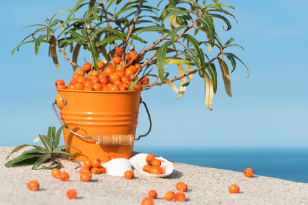 Seabuckthorn twigs with berries in a small tin bucket on sandy beach; Still live with wild fruits; Hippophae rhamnoides; Lemon of the North; Healthy orange wildberries arranged in maritime sceneryの写真素材